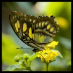 yellow-butterfly